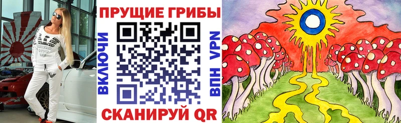 Псилоцибиновые грибы Psilocybe  Купить закладки  Богданович 